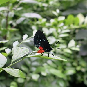Atala Butterfly (Eumaeus atala)