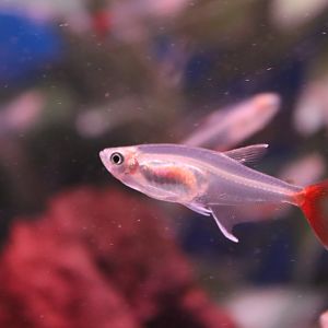 Glass bloodfin tetra (Prionobrama filigera)