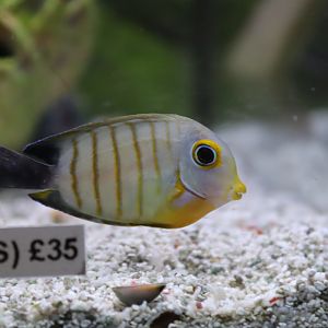 Indian Ocean mimic surgeonfish (Acanthurus tristis)
