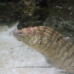 Kidako moray (Gymnothorax kidako) 01/2022