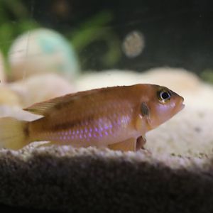Ocellated shelldweller (Lamprologus ocellatus)