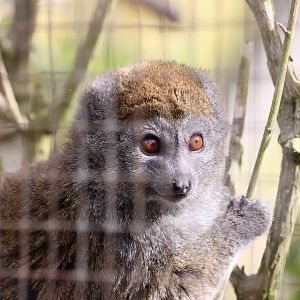 Lac Alaotra Bamboo Lemur (Hapalemur alaotrensis)