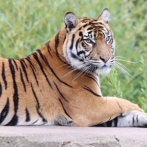 Sumatran Tiger (Panthera tigris sumatrae)