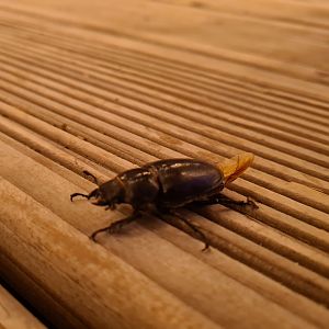 European Rhinoceros beetle (?)