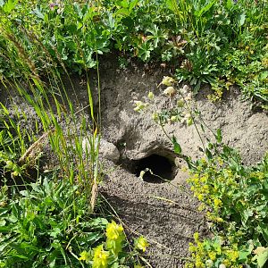 Alpine marmot hole
