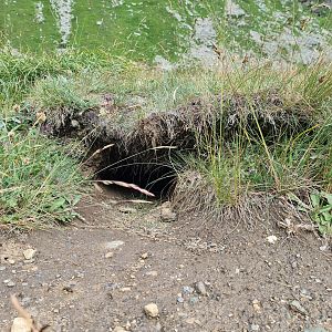 Alpine marmot hole