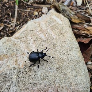 European dung beetle