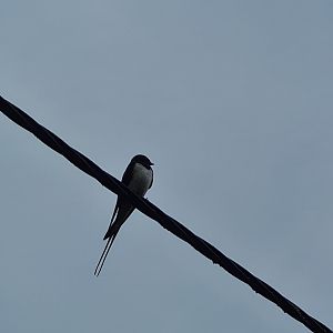 Barn swallow