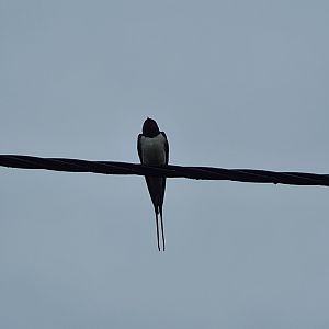 Barn swallow