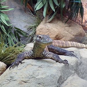 Juvenile Komodo dragon 13.7.23