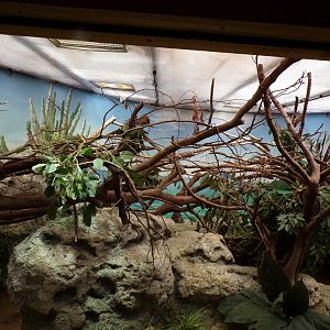 Lesser Antilean iguana enclosure 13.7.23
