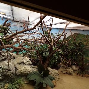 Lesser Antilean iguana enclosure 13.7.23