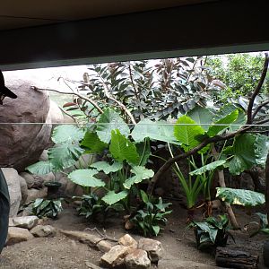Chevrotain and mixed bird enclosure 13.7.23