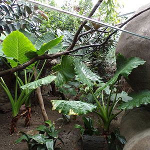 Chevrotain and mixed bird enclosure 13.7.23