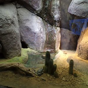Oceanium- Colorado toad enclosure 13.7.23