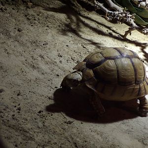 Oceanium- Egyptian tortoise 13.7.23