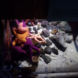 Oceanium- Starfish 13.7.23