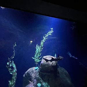 Oceanium- Shark tank 13.7.23