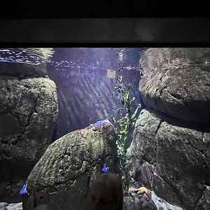 Oceanium- Shark tank 13.7.23