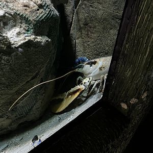 Oceanium- Lobster 13.7.23