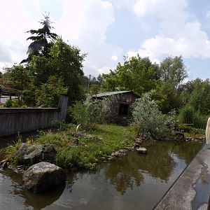 North America- Raccoon enclosure 13.7.23