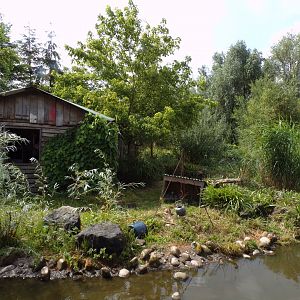 North America- Raccoon enclosure 13.7.23