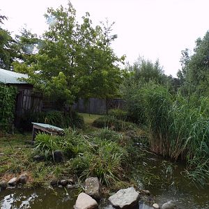 North America- Raccoon enclosure 13.7.23