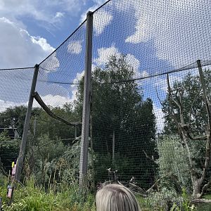 North America- Steller’s sea eagle enclosure 13.7.23