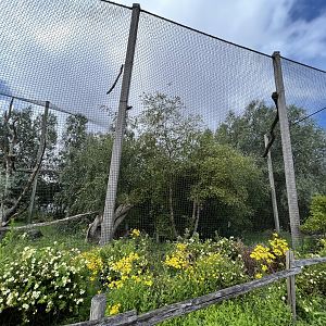 North America- Steller’s sea eagle enclosure 13.7.23