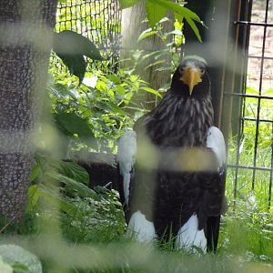 North America- Steller’s sea eagle 13.7.23