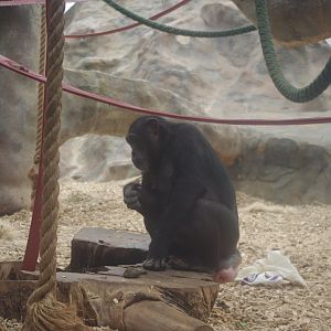 Talia- Chimpanzee- 2/6/2023