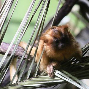 Baby Golden Lion Tamarin