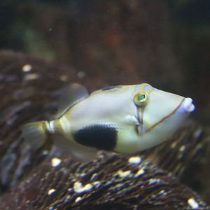 Blackbelly Triggerfish (Rhinecanthus verrucosus)