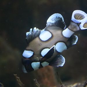Juvenile Harlequin Sweetlips (Plectorhinchus chaetodonoides)