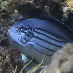 Blackstriped Angelfish (Genicanthus lamarck)