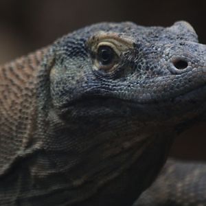 Komodo Dragon