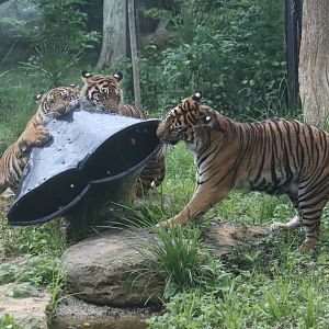 Tigers at play