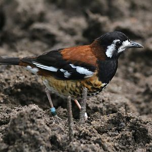 Chestnut-backed Thrush