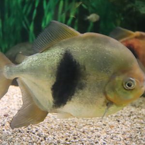 Black Band Myleus (Myloplus schomburgkii)