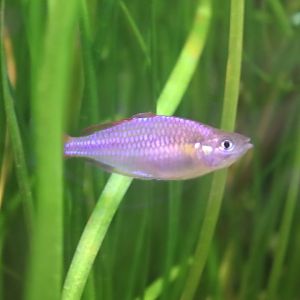 Dwarf Rainbowfish (Melanotaenia praecox)