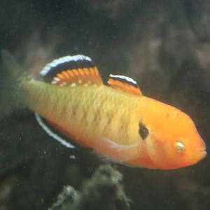 Empire Gudgeon (Hypseleotris compressa)