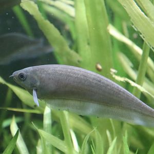 African Brown Knifefish (Xenomystus nigri)