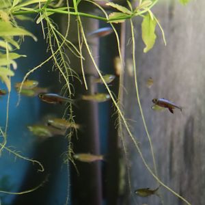 Axelrod's Rasbora (Sundadanio axelrodi)