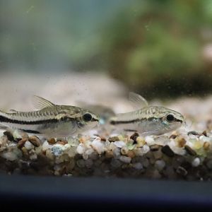 Pygmy Corydoras (Corydoras pygmaeus)