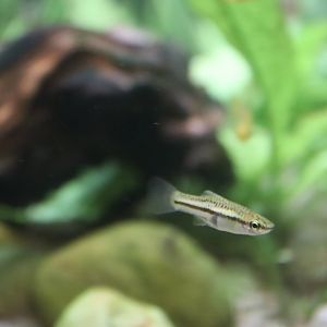 Pygmy Swordtail (Xiphophorus pygmaeus)
