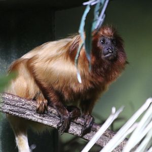 Golden Lion Tamarin