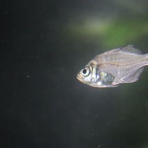 Indian Glassy Fish (Parambassis ranga)