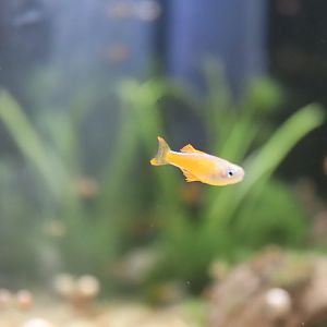 Red Neon Blue-Eye (Pseudomugil luminatus)