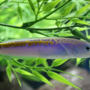 Oreni Tilefish (Hoplolatilus oreni)