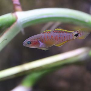 Female Peacock Gudgeon (Tateurndina ocellicauda)